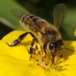 Προτάσεις για την κατάρτιση του τριετούς προγράμματος μελισσοκομίας 2011 – 2013