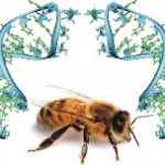 Γονιδιωματική μελέτη αποδίδει μια πιθανή αιτία του συνδρόμου κατάρρευσης των μελισσών