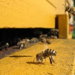 Αμερικάνικη ερευνητική ομάδα εξετάζει την αντοχή της μέλισσας σε συνθετικά φυτοφάρμακα