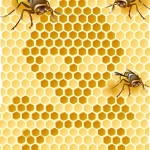 Ηγετική εταιρεία του τομέα της μελισσοκομικής έρευνας εξαγοράστηκε από τη Monsanto