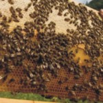 Σεμινάριο Μελισσοκομίας στην Κυπαρισσία