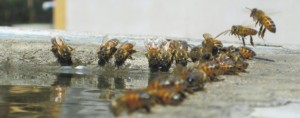 Καλοκαιρινοί Μελισσοκομικοί Χειρισμοί