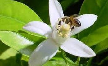 Μελισσοκομία & Εσπεριδοειδή