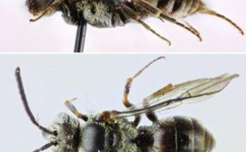 Μέλισσα κούκος