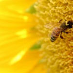 Μεγάλο πλήγμα για μελισσοκομία, μελισσοκόμους και καταναλωτές η απόφαση για τη μεταλλαγμένη γύρη στην Ε.Ε.