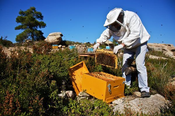 Ασθένειες και εχθροί των μελισσών