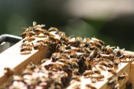 Κέντρα Μελισσοκομίας