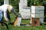 Προγράμματα Μελισσοκομίας