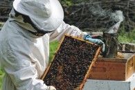 εκπαίδευση μελισσοκόμων
