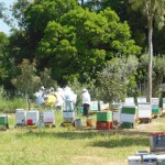 Σχολείο Μελισσοκομίας στο ΑΠΘ