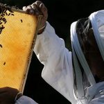 Τριήμερο σεμινάριο μελισσοκομίας στις Σέρρες