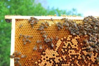 κονδύλια μελισσοκομία